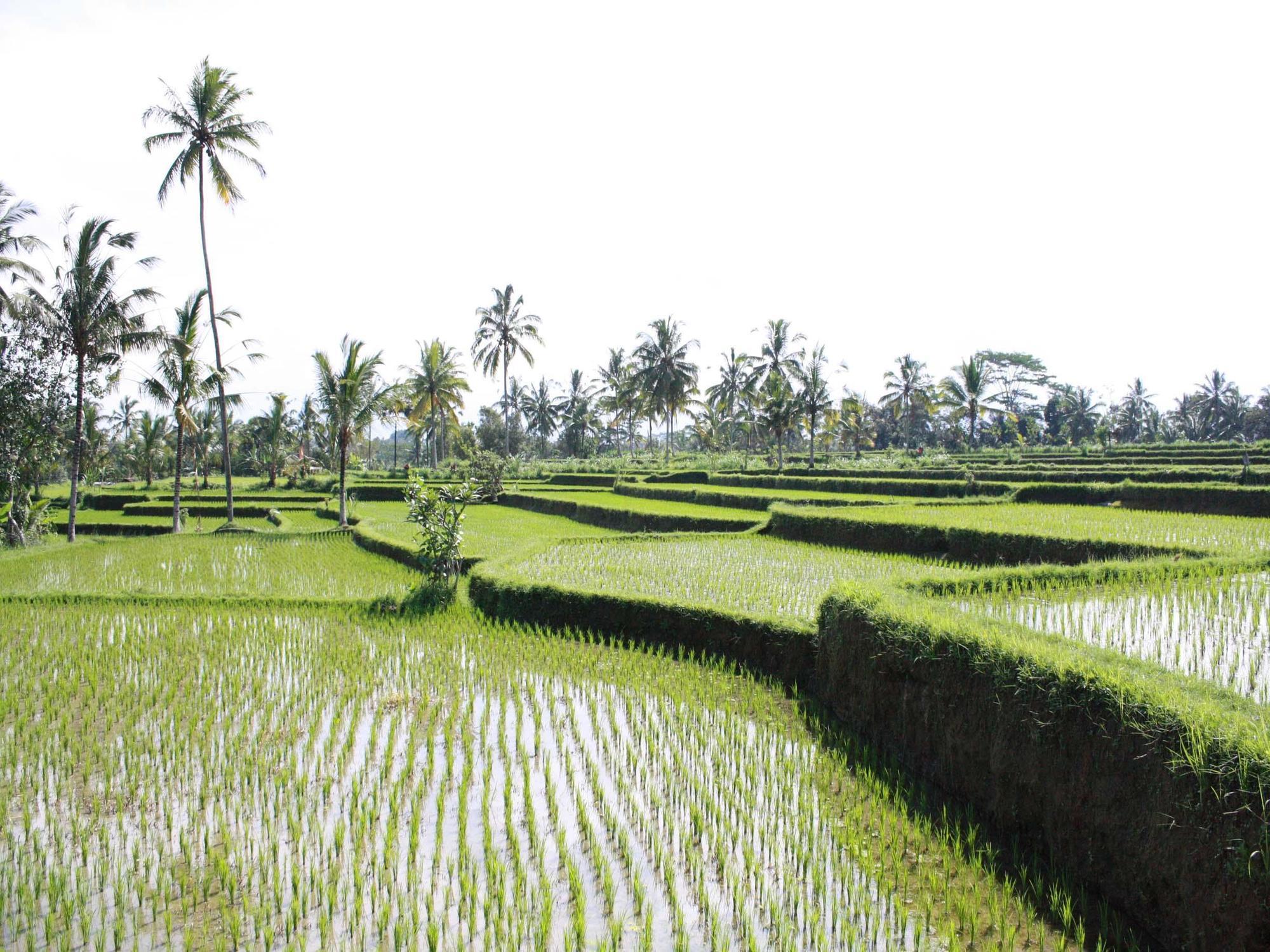 Hati Padi Cottages Ubud  Exterior photo