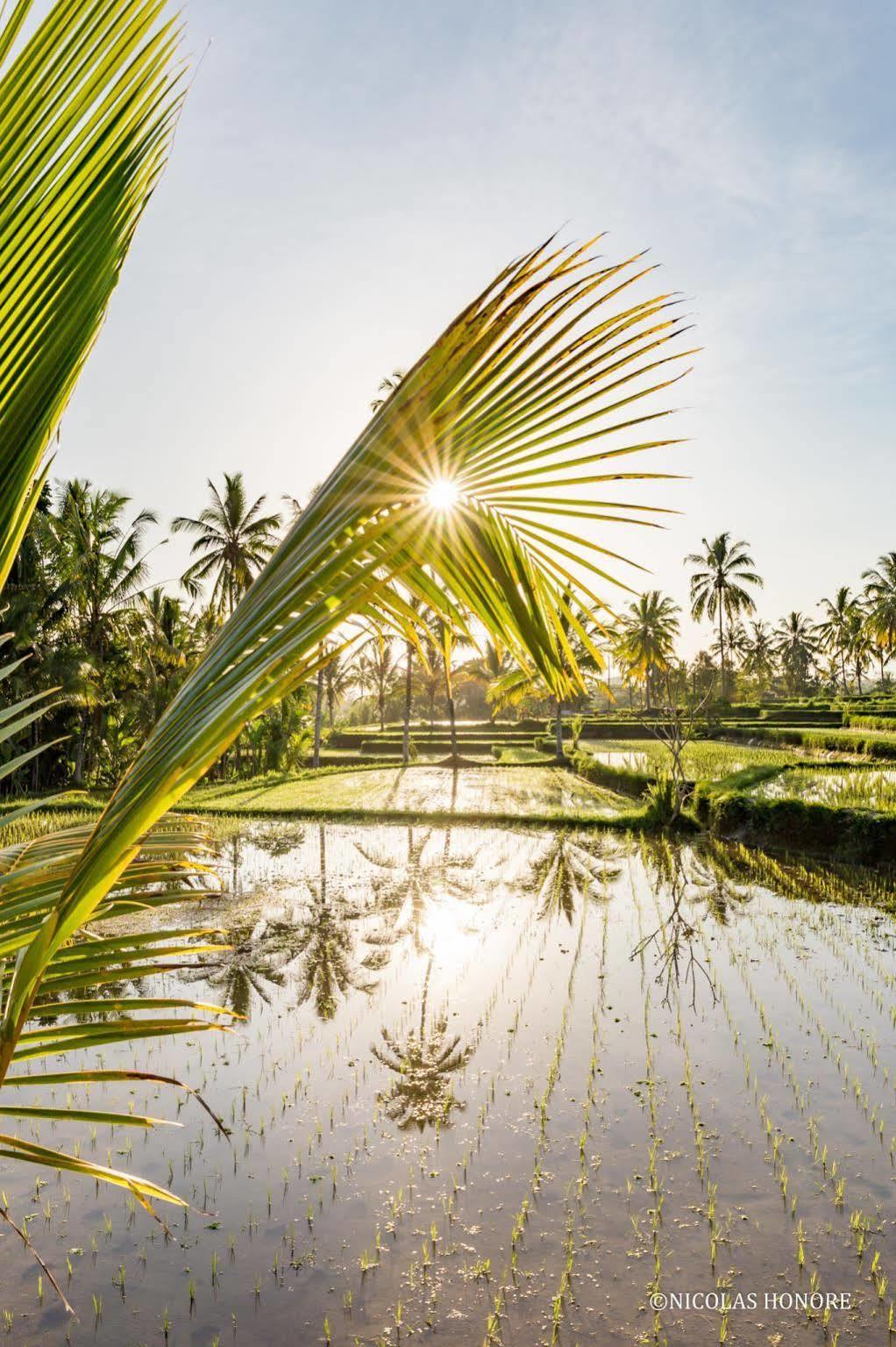 Hati Padi Cottages Ubud  Exterior photo